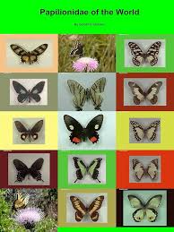 Attēlu rezultāti vaicājumam “Papilionidae”