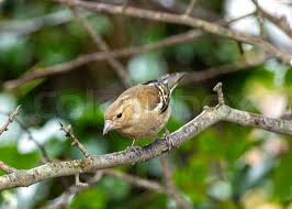 Attēlu rezultāti vaicājumam “Fringilla coelebs juvenile”