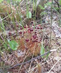 Attēlu rezultāti vaicājumam “Splachnum ampullaceum sporophyte”
