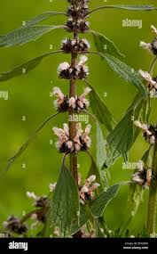 Attēlu rezultāti vaicājumam “Leonurus cardiaca flower”