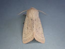 Attēlu rezultāti vaicājumam “Orthosia gracilis”