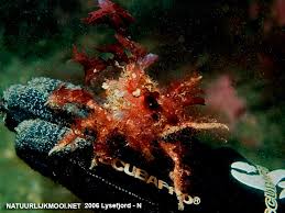 Image result for Hyas coarctatus