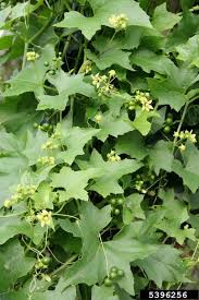 Attēlu rezultāti vaicājumam “Bryonia alba”