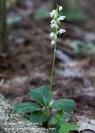 Attēlu rezultāti vaicājumam “Calystegia inflata leaf”