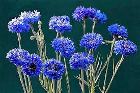 Image result for Centaurea cyanus