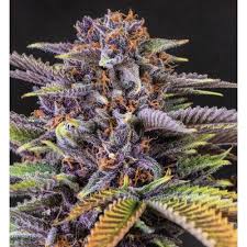 Attēlu rezultāti vaicājumam “Cannabis sativa fruit”