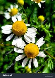 Attēlu rezultāti vaicājumam “Matricaria chamomilla flower”