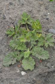 Attēlu rezultāti vaicājumam “Jacobaea vulgaris leaf”