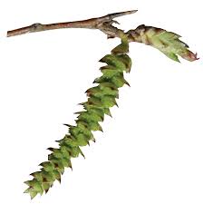 Attēlu rezultāti vaicājumam “Carpinus caroliniana male flower”