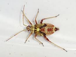 Attēlu rezultāti vaicājumam “Rhabdomiris striatellus imago”