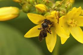 Attēlu rezultāti vaicājumam “Lysimachia vulgaris”