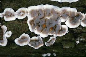 Attēlu rezultāti vaicājumam “Bjerkandera adusta”