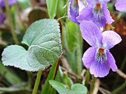 Attēlu rezultāti vaicājumam “Viola collina leaf”