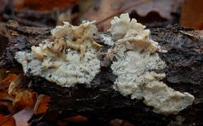 Attēlu rezultāti vaicājumam “Gloeoporus pannocinctus”