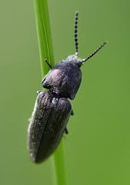 Attēlu rezultāti vaicājumam “Cidnopus aeruginosus”