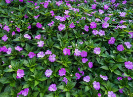 Attēlu rezultāti vaicājumam “Balsaminaceae”