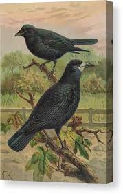 Attēlu rezultāti vaicājumam “Corvus frugilegus”