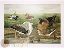 Attēlu rezultāti vaicājumam “Philomachus pugnax”