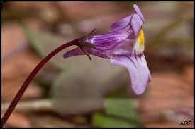 Attēlu rezultāti vaicājumam “Cymbalaria muralis flower”