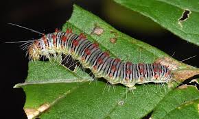 Attēlu rezultāti vaicājumam “Acronicta megacephala larva”