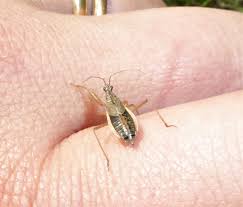 Attēlu rezultāti vaicājumam “Nabis limbatus”