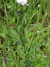 Image result for Achillea Ptarmica