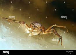 Image result for Hyas coarctatus