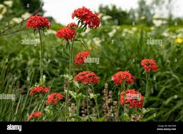 Attēlu rezultāti vaicājumam “Silene chalcedonica leaf”