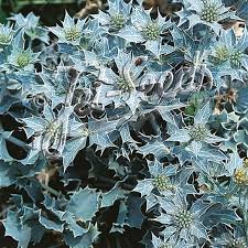 Image result for Eryngium `Blue Hobbit`