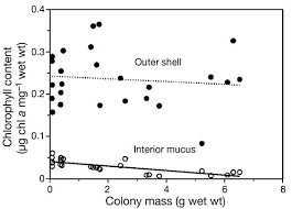 Attēlu rezultāti vaicājumam “Nostoc pruniforme”