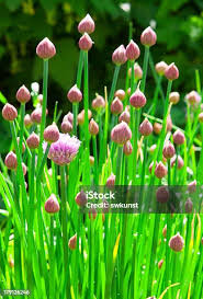 Attēlu rezultāti vaicājumam “Allium schoenoprasum bud”