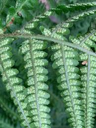 Attēlu rezultāti vaicājumam “Dryopteris carthusiana”