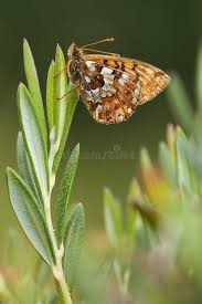 Attēlu rezultāti vaicājumam “Boloria aquilonaris underside”