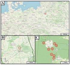 Attēlu rezultāti vaicājumam “Oligonema flavidum sessile”
