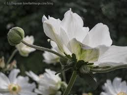 Attēlu rezultāti vaicājumam “Anemone nemorosa bud”
