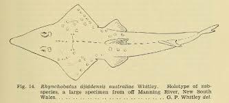 Image result for Rhynchobatus australiae