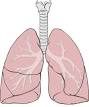 <b>Pulmones</b> - Wikipedia, la enciclopedia libre