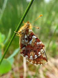 Attēlu rezultāti vaicājumam “Boloria aquilonaris underside”