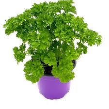 Image result for Petersilie