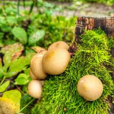 Attēlu rezultāti vaicājumam “Lycoperdon pyriforme young”
