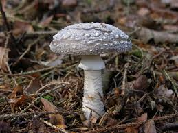 Attēlu rezultāti vaicājumam “Amanita excelsa”