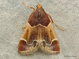 Attēlu rezultāti vaicājumam “Pyralis farinalis”