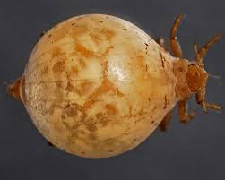 Attēlu rezultāti vaicājumam “Tetraneura ulmi”