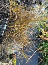 Attēlu rezultāti vaicājumam “Carex chordorrhiza”