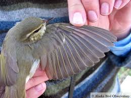 Image result for Phylloscopus borealis