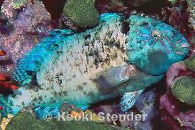 Image result for Calotomus carolinus