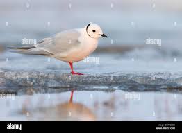 Image result for Rhodostethia rosea