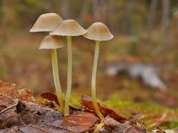 Attēlu rezultāti vaicājumam “Mycena viscosa”