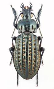 Attēlu rezultāti vaicājumam “Carabus clathratus”