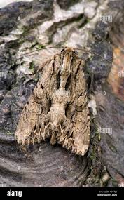 Attēlu rezultāti vaicājumam “Apamea monoglypha”